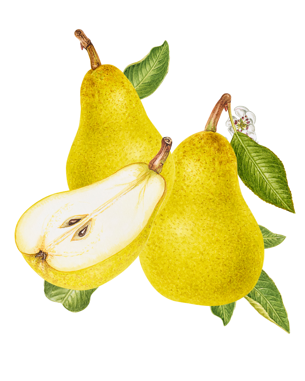 Wyld Pear CBG Gummies - Premium CBD & CBG Pear Flavored Gummies for Relaxation - Image 3