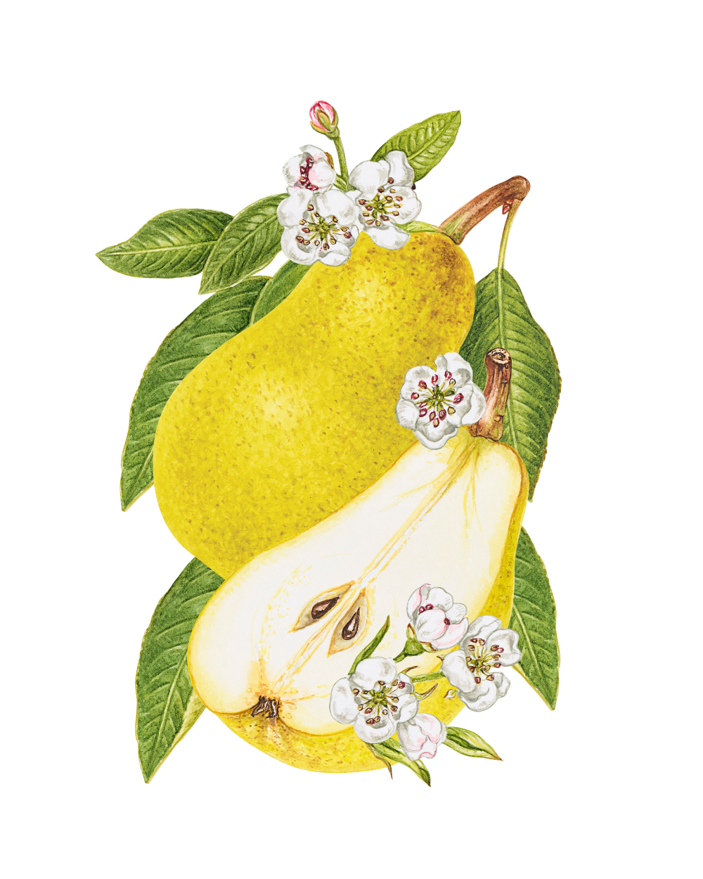 Wyld Pear CBG Gummies - Premium CBD & CBG Pear Flavored Gummies for Relaxation - Image 4